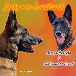 Jacky vom Lausitzeck