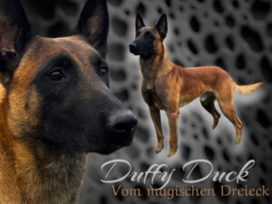 Duffy Duck vom magischen Dreieck